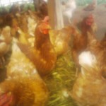 201002131005.jpg