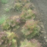 20110424111908.jpg